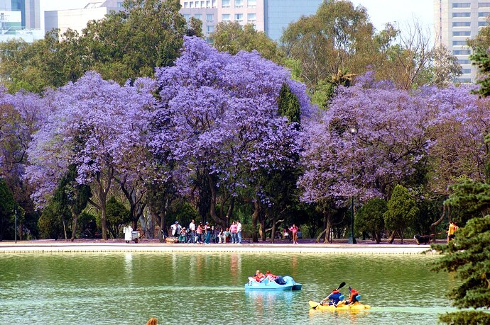jacarandas2