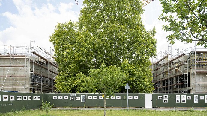 csm_tage-der-offenen-baustelle-september-2025-platane_fcdb2a1fcb