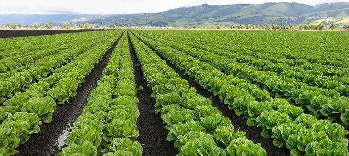 claves-en-el-abonado-de-la-lechuga