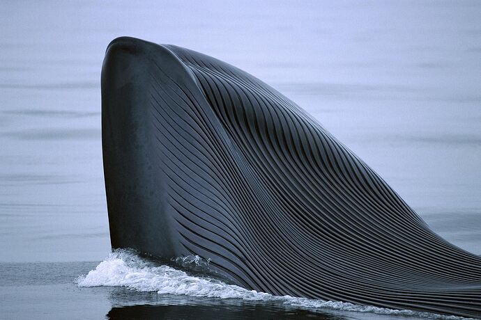 blue-whale_01.adapt_.1900.1