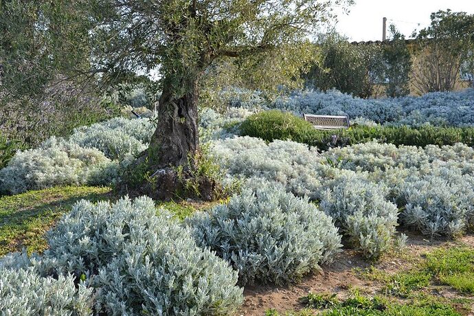 Botanical-Dry-Garden2Bjardin2Bseco2Bsecano2BToscana2B1000px2B252872529