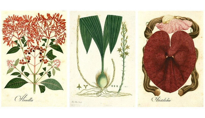 se-trata-de-una-coleccion-unica-y-singular-que-nos-acerca-la-diversidad-vegetal-colombiana_1_1000x575