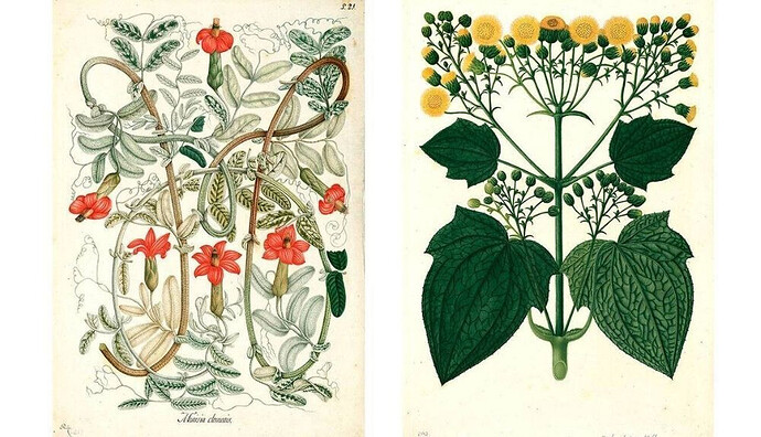 la-coleccion-mutis-se-convirtio-en-un-referente-de-excelencia-en-la-ilustracion-botanica_1_1000x575