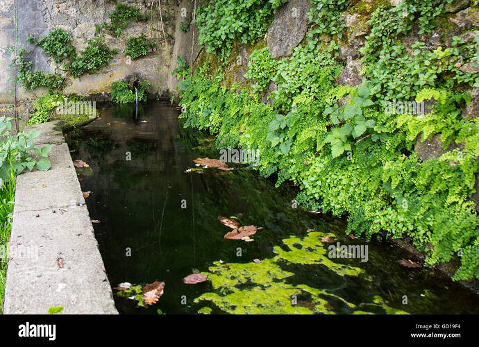 old-fountain-or-lavatory-or-watering-hole-for-animals-seeds-covered-GD19F4
