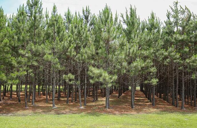 tiro-de-pino-joven-un-bosque-pinos-plantados-en-línea-recta-para-que-crezcan-más-y-rectos-como-resultado-la-competencia-directa-197609227