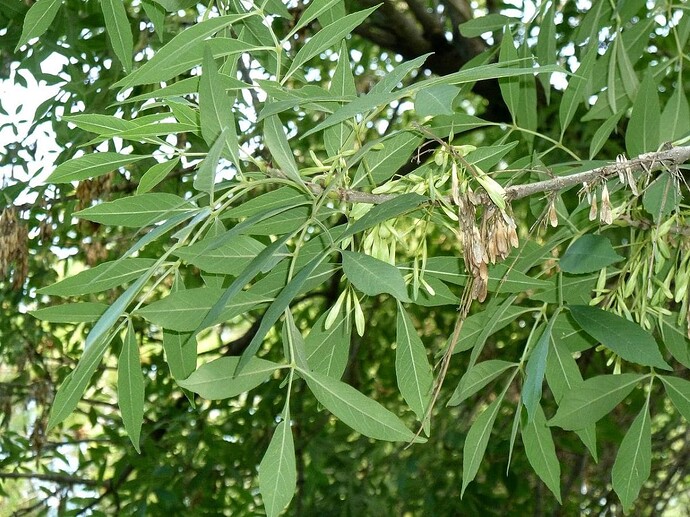 hojas-de-fraxinus-angustifolia