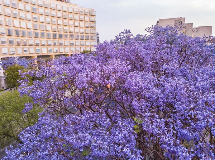 jacarandas-en-polanco-antara-shutterstock_1097959319