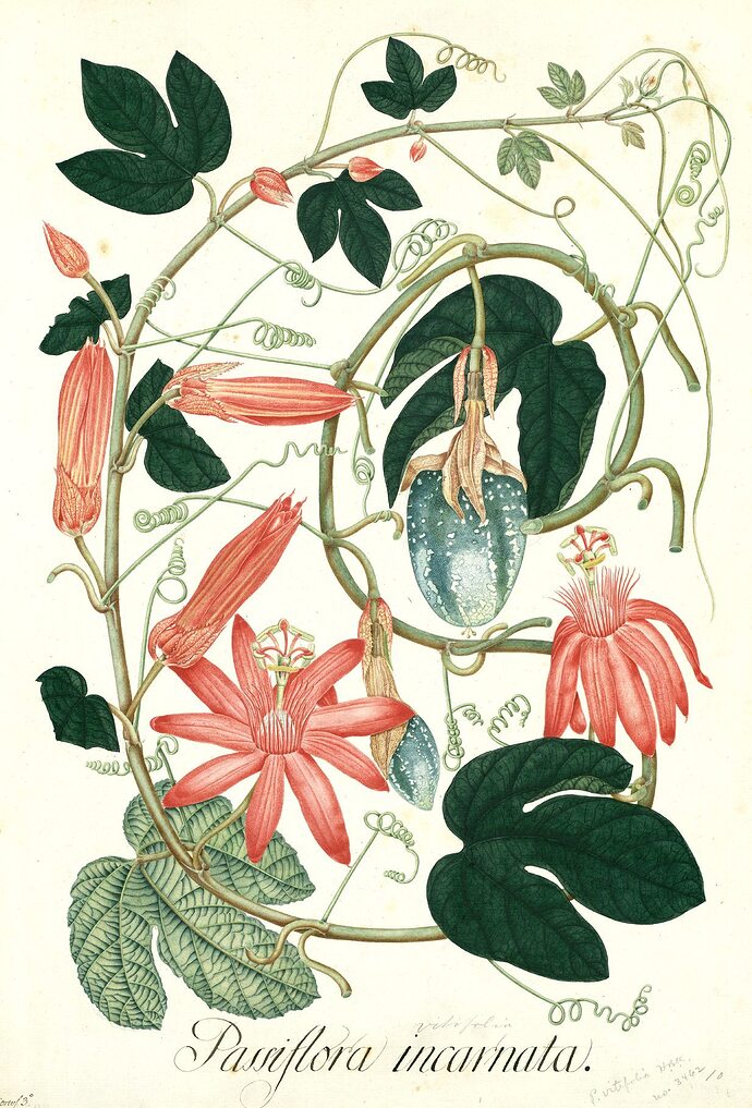 Passiflora2