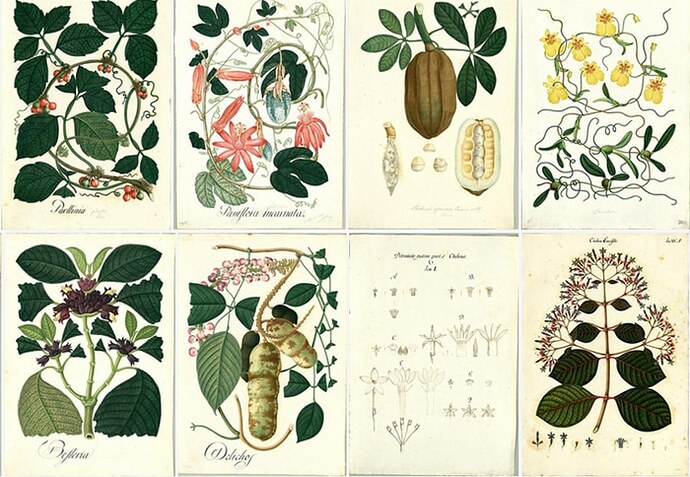 mutis-tesoro-botanico (1)