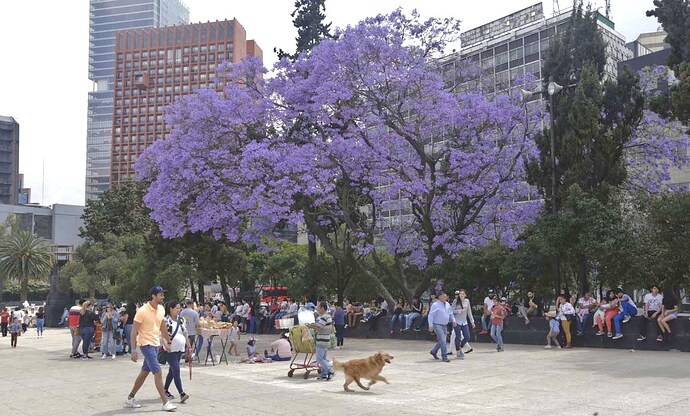 paisaje-cdmx-angel-de-la-independencia-monumento-a-la-revolucion-ciudad-jacarandas- LC
