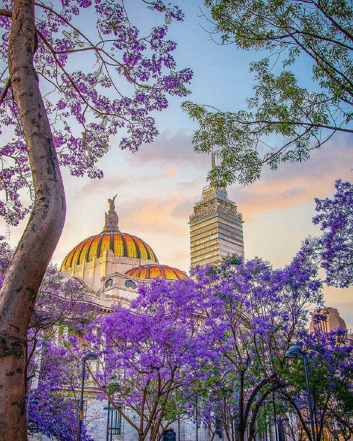 jacarandas-decoran-calles-ciudad-mexico