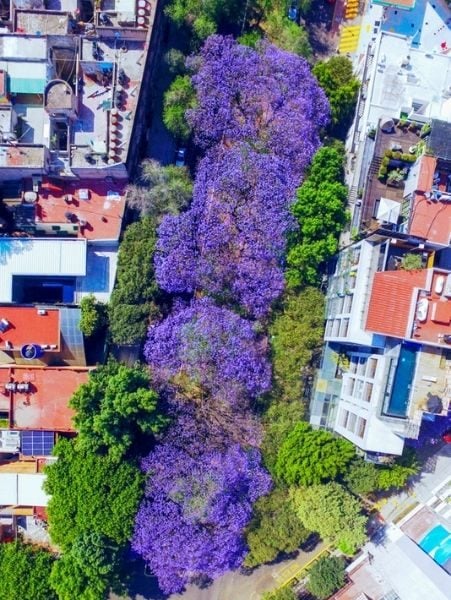 avenida-jacarandas-451x600