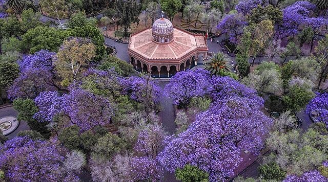 historia-jacarandas-en-mexico-flor