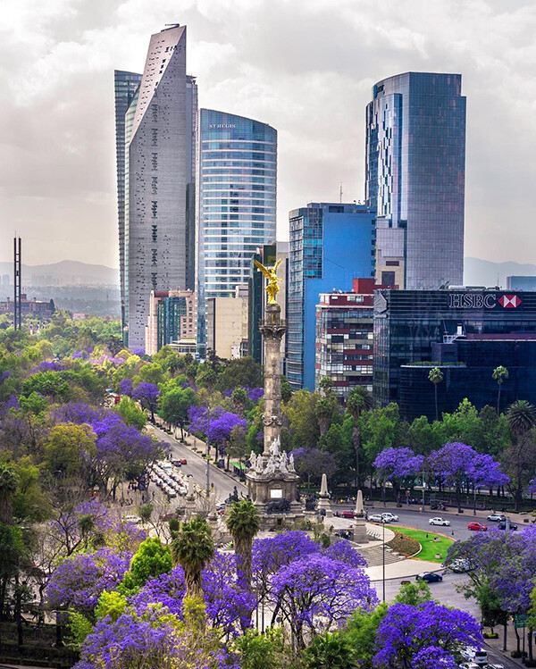 jacarandas__